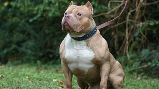 比特犬聞到煤氣泄漏，刨門求救，成了主人家的英雄。